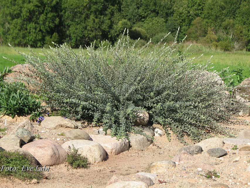 kuva